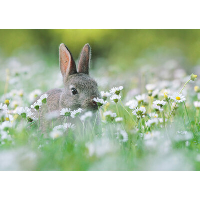 3D postcard Flower bunny