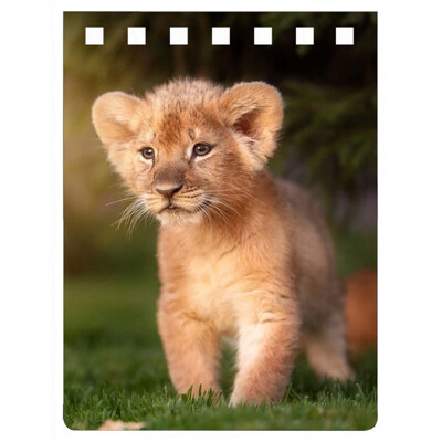 A7 notebook LION PRINCE (Lion prince)