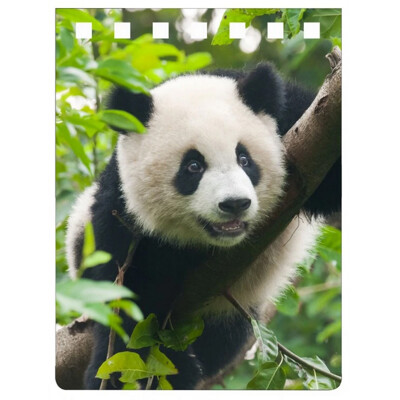 A7 notebook PANDA (Panda)