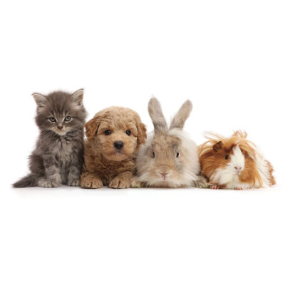 3D panoráma Pet shop gang