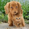 3D magnet Cat & dog