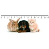 3D ruler DEEP The Trio