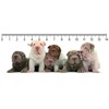 3D ruler DEEP Shar Pei party