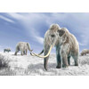 3D postcard Mammuthus primigenius (Woolly mammoth)