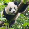 3D postcard (square) Panda