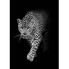 3D postcard Leopard B&W