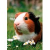 3D postcard Guinea Pig
