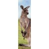 3D bookmark Kangaroo