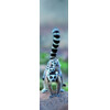 3D bookmark Lemur family