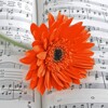 3D big square - Gerbera