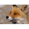 3D postcard Red fox