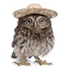 3D postcard Owl with hat