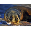 3D postcard Seal