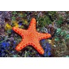 3D postcard Starfish