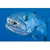 3D postcard Barracuda