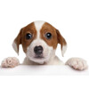 3D postcard Jack Russell