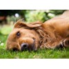 3D postcard Smiling Dog