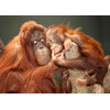3D postcard Orangutan