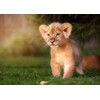 3D postcard Lion Prince