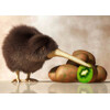 3D postcard Kiwi & Kiwi