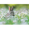 3D postcard Flower bunny